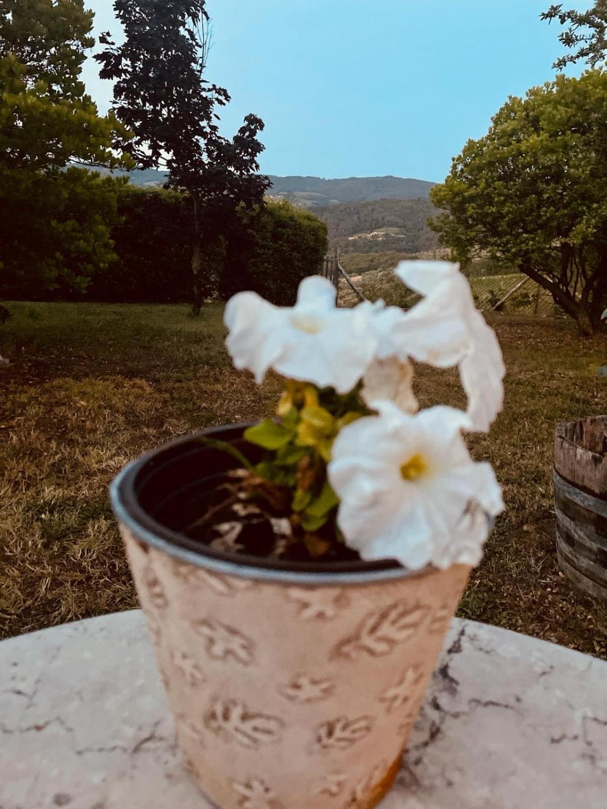 판자노 로소 델 키안티 B&B 외부 사진